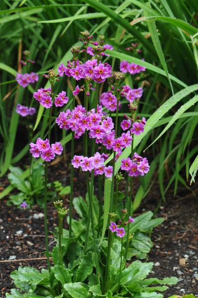 Primula Poissonii (1519)